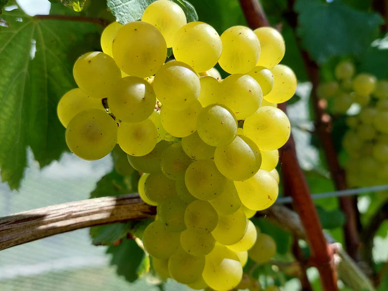 The Landing vineyard team is among the first in New Zealand to harvest a 2024 vintage.